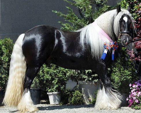 Gorgeous Gypsy Vanner Stallion - Silver Fox (The Hustler x Desert Jewel Rowan) @Lex Lin Gypsy Ranch